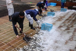 鮎の簗漁